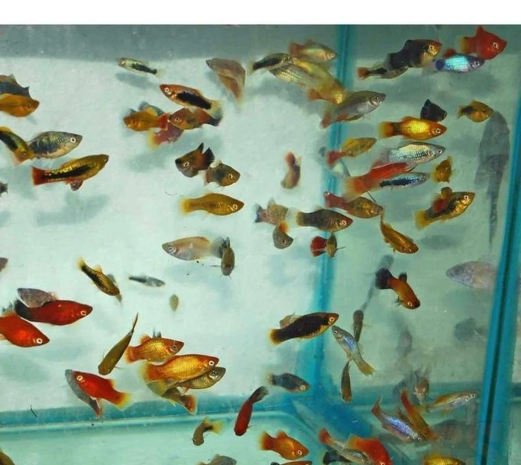 Feeder Platy (Local) 2.5m