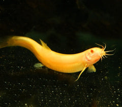 Loach gold 6cm