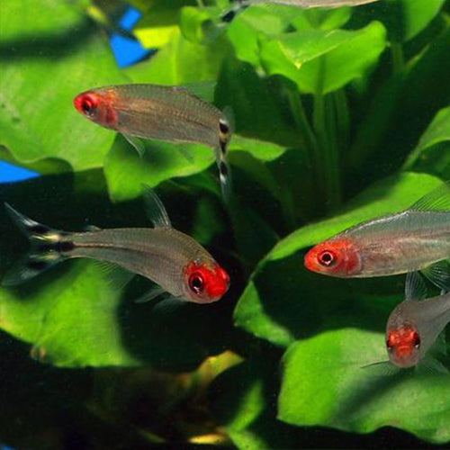 Rummynose Tetra