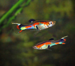 Guppy Assorted Endler  2.5/3cm