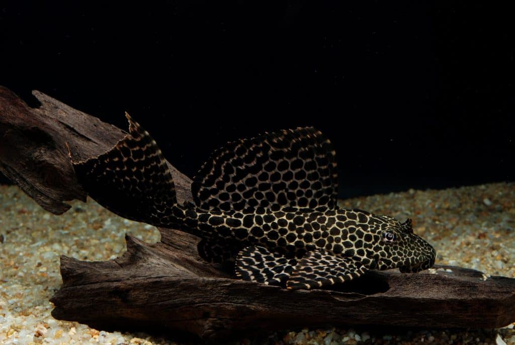 Pleco - Sailfin