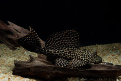 Pleco - Sailfin