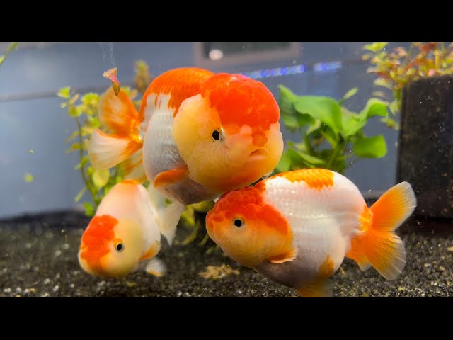 Ranchu