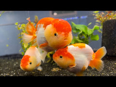 Ranchu