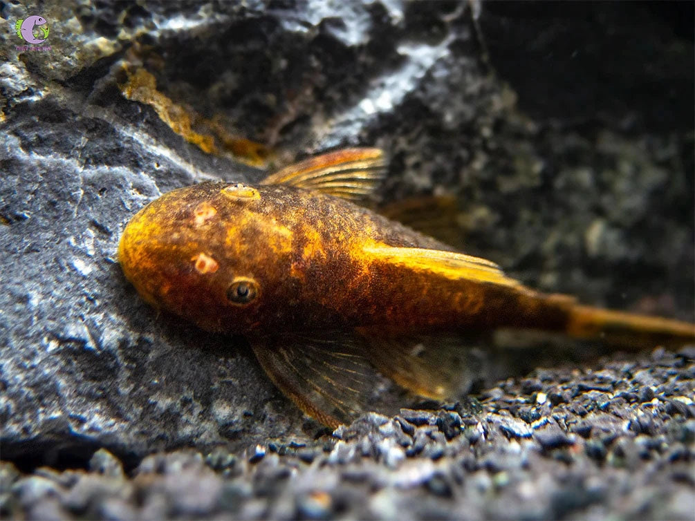 Bristlenose  Calico 5/6cm