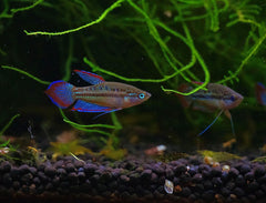 sparkling Gourami 3.5cm