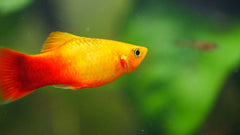 Platy Marigold 6cm (F)