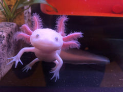 Axolotl Pink 15cm